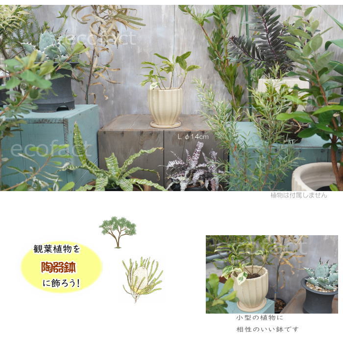 フラワーポット 植木鉢 おしゃれ 陶器鉢 ミニポット 底穴あり ルッカ ベージュ メレンゲ型 φ14cm プランター 園芸鉢 観葉植物 多肉植物 熱帯植物 アグラオネマ カラテア