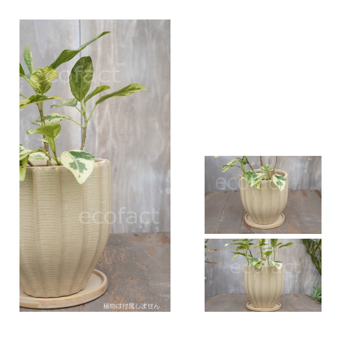フラワーポット 植木鉢 おしゃれ 陶器鉢 ミニポット 底穴あり ルッカ ベージュ メレンゲ型 φ14cm プランター 園芸鉢 観葉植物 多肉植物 熱帯植物 アグラオネマ カラテア