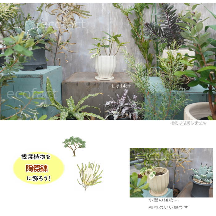 フラワーポット 植木鉢 おしゃれ 陶器鉢 ミニポット 底穴あり ルッカ ホワイト メレンゲ型 φ14cm プランター 園芸鉢 観葉植物 多肉植物 熱帯植物 アグラオネマ カラテア