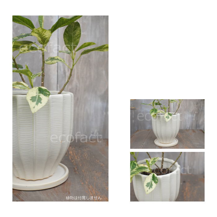 フラワーポット 植木鉢 おしゃれ 陶器鉢 ミニポット 底穴あり ルッカ ホワイト メレンゲ型 φ14cm プランター 園芸鉢 観葉植物 多肉植物 熱帯植物 アグラオネマ カラテア