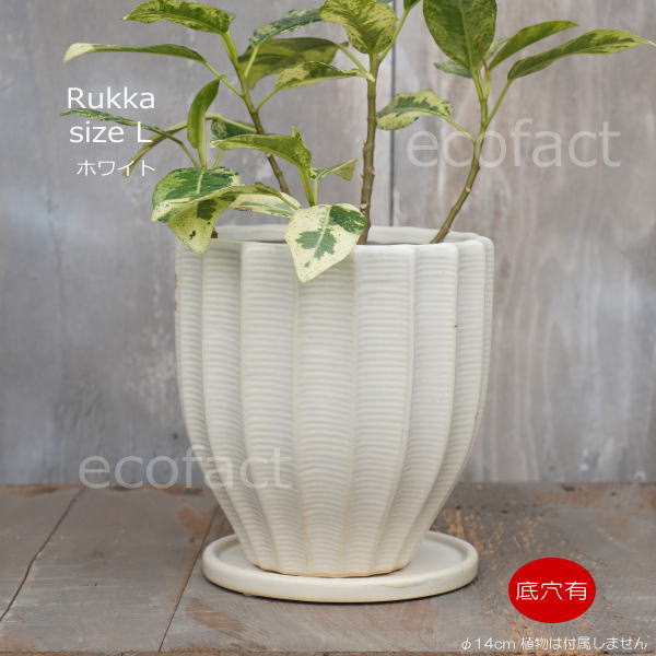 フラワーポット 植木鉢 おしゃれ 陶器鉢 ミニポット 底穴あり ルッカ ホワイト メレンゲ型 φ14cm プランター 園芸鉢 観葉植物 多肉植物 熱帯植物 アグラオネマ カラテア