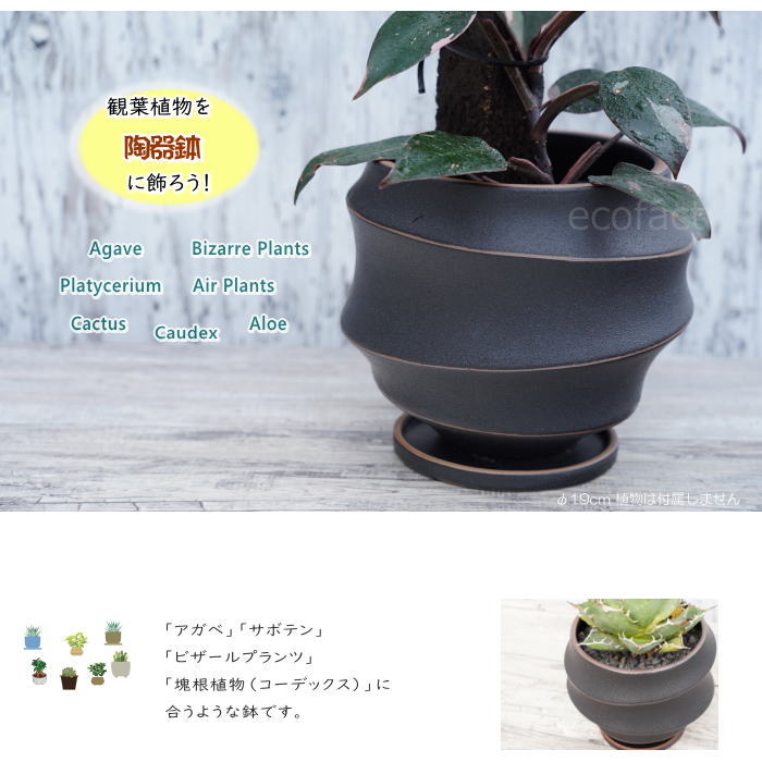 陶器鉢 植木鉢 ミニポット 底穴あり 皿付 ループ φ19cm おしゃれ かわいい プランター 陶芸鉢 観葉植物 アガベ サボテン ビザールプランツ 塊根植物 コーデックス 多肉植物