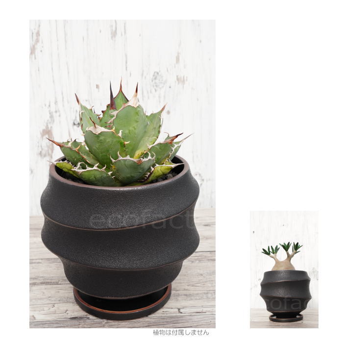 陶器鉢 植木鉢 ミニポット 底穴あり 皿付 ループ φ19cm おしゃれ かわいい プランター 陶芸鉢 観葉植物 アガベ サボテン ビザールプランツ 塊根植物 コーデックス 多肉植物
