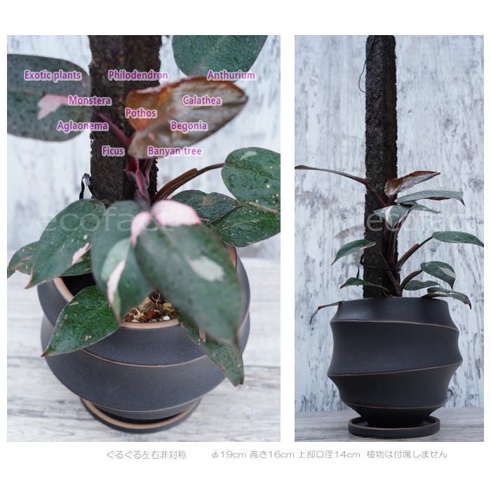 陶器鉢 植木鉢 ミニポット 底穴あり 皿付 ループ φ19cm おしゃれ かわいい プランター 陶芸鉢 観葉植物 アガベ サボテン ビザールプランツ 塊根植物 コーデックス 多肉植物