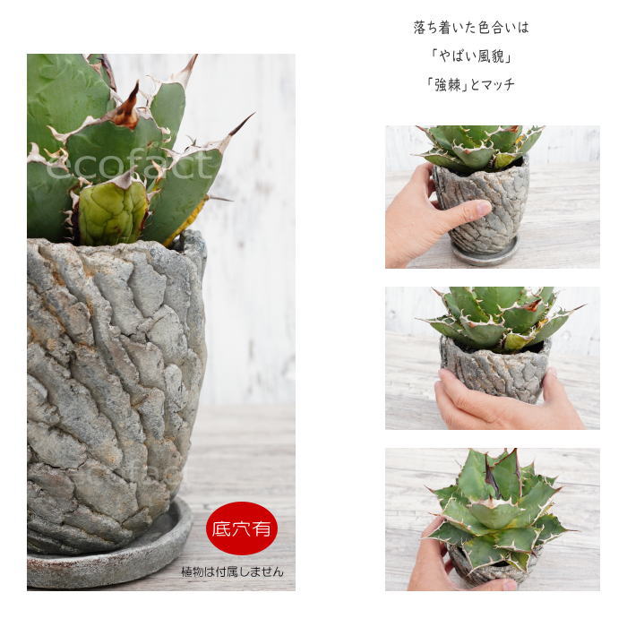 セメント鉢 植木鉢 ミニポット 底穴あり 皿付 クリフS φ12.5cm おしゃれ かわいい プランター 園芸鉢 観葉植物 アガベ サボテン ビザールプランツ 塊根植物 コーデックス 多肉植物