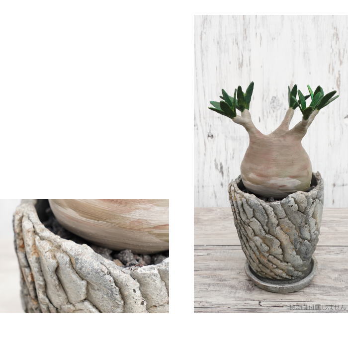 セメント鉢 植木鉢 ミニポット 底穴あり 皿付 クリフS φ12.5cm おしゃれ かわいい プランター 園芸鉢 観葉植物 アガベ サボテン ビザールプランツ 塊根植物 コーデックス 多肉植物