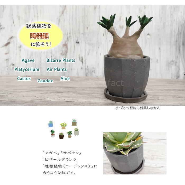 陶器鉢 植木鉢 ミニポット 底穴あり 皿付 粗目十角 黒 φ13cm おしゃれ かわいい プランター 園芸鉢 観葉植物 アガベ サボテン ビザールプランツ 塊根植物 コーデックス 多肉植物