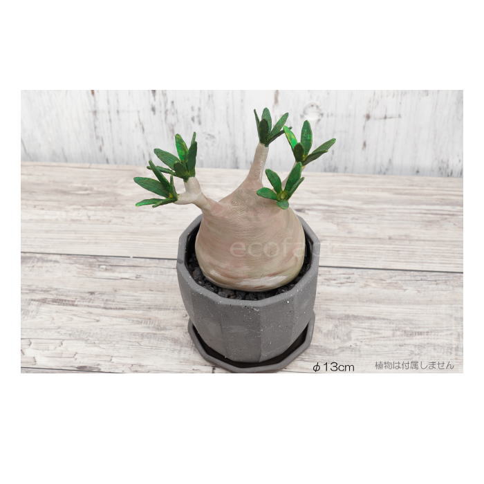 陶器鉢 植木鉢 ミニポット 底穴あり 皿付 粗目十角 黒 φ13cm おしゃれ かわいい プランター 園芸鉢 観葉植物 アガベ サボテン ビザールプランツ 塊根植物 コーデックス 多肉植物