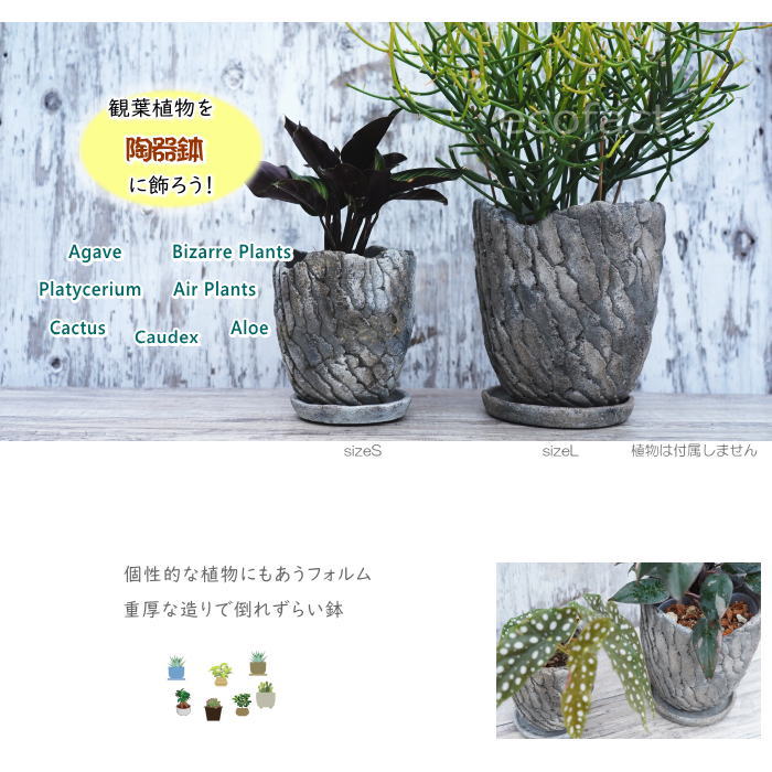 セメント鉢 植木鉢 ミニポット 底穴あり 皿付 クリフL φ17cm おしゃれ かわいい プランター 園芸鉢 観葉植物 アガベ サボテン ビザールプランツ 塊根植物 コーデックス 多肉植物