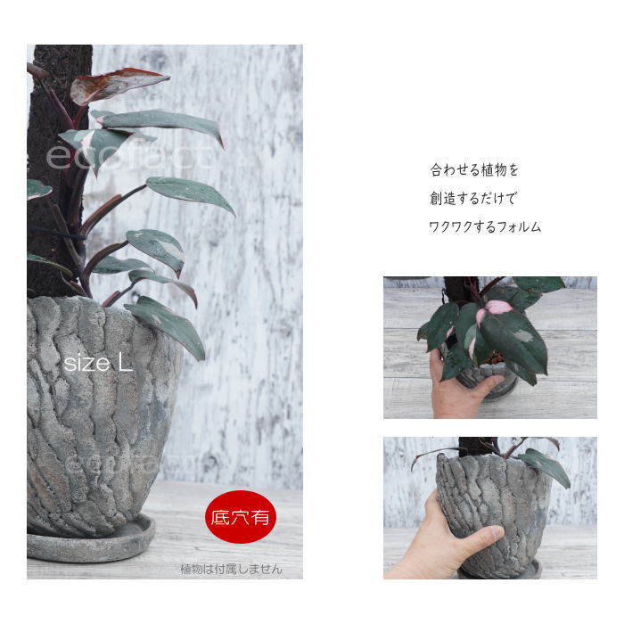 セメント鉢 植木鉢 ミニポット 底穴あり 皿付 クリフL φ17cm おしゃれ かわいい プランター 園芸鉢 観葉植物 アガベ サボテン ビザールプランツ 塊根植物 コーデックス 多肉植物