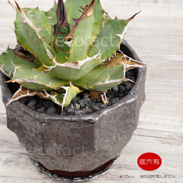 陶器鉢 植木鉢 カービングポット メタルM (焼鉄色 )皿付 φ15cm おしゃれ かわいい プランター 園芸鉢 観葉植物 アガベ サボテン ビザールプランツ 塊根植物 コーデックス 多肉植物