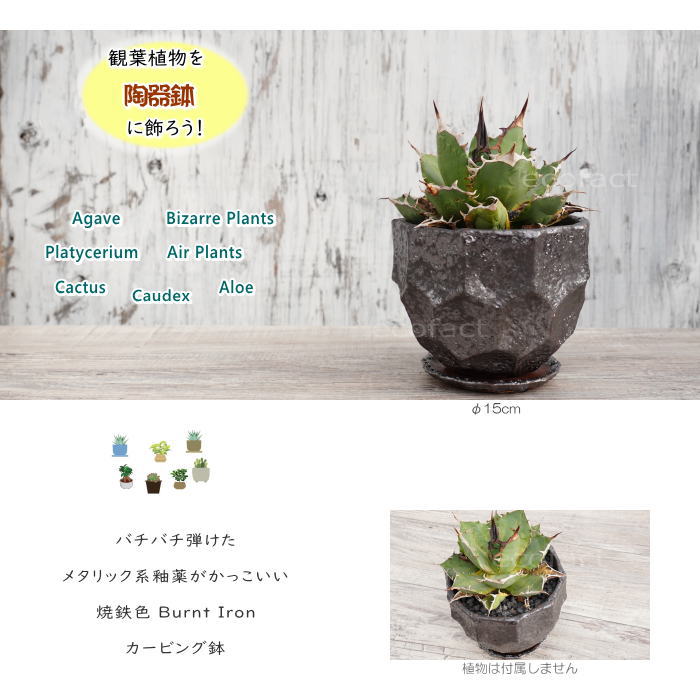 陶器鉢 植木鉢 カービングポット メタルM (焼鉄色 )皿付 φ15cm おしゃれ かわいい プランター 園芸鉢 観葉植物 アガベ サボテン ビザールプランツ 塊根植物 コーデックス 多肉植物