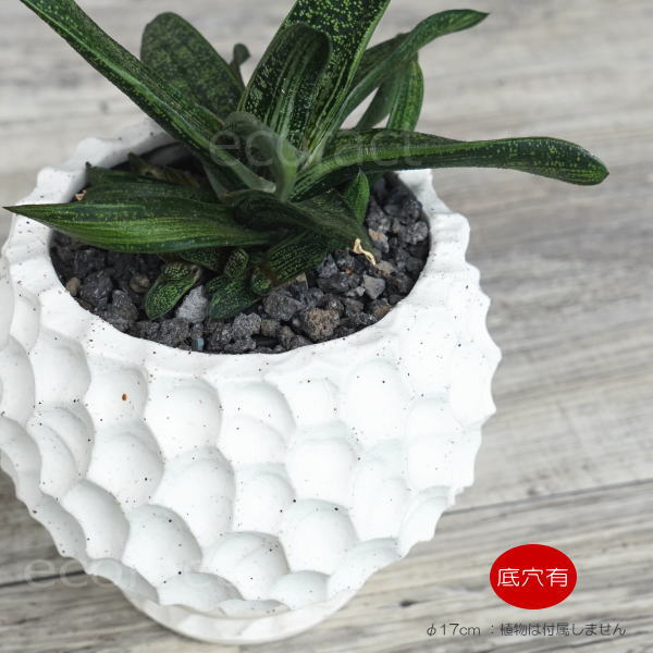 陶器鉢 植木鉢 カービングポット 球体型(バニラホワイト )皿付 φ17cm おしゃれ かわいい プランター 園芸鉢 観葉植物 アガベ サボテン ビザールプランツ 塊根植物 コーデックス 多肉植物