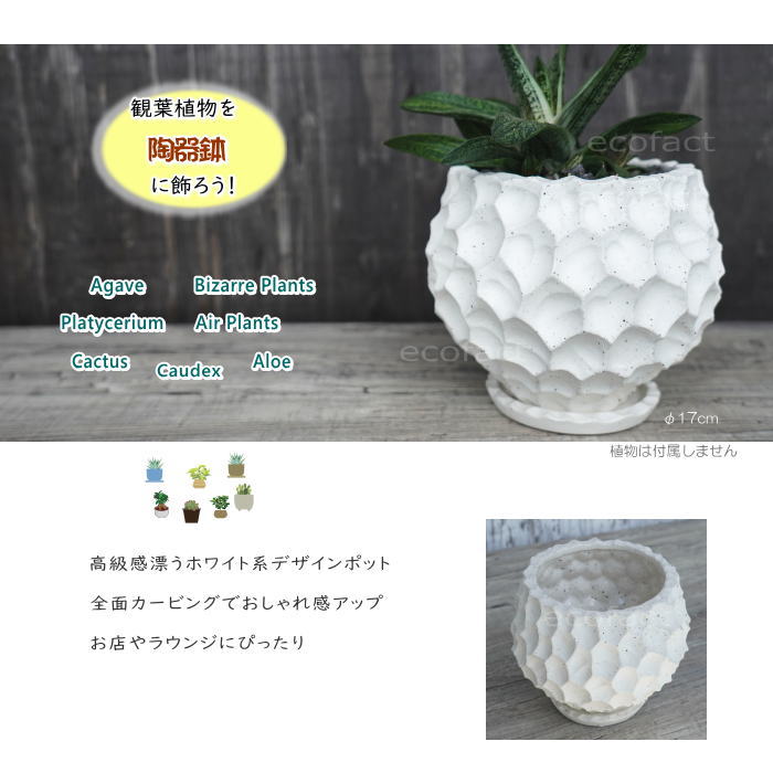 陶器鉢 植木鉢 カービングポット 球体型(バニラホワイト )皿付 φ17cm おしゃれ かわいい プランター 園芸鉢 観葉植物 アガベ サボテン ビザールプランツ 塊根植物 コーデックス 多肉植物