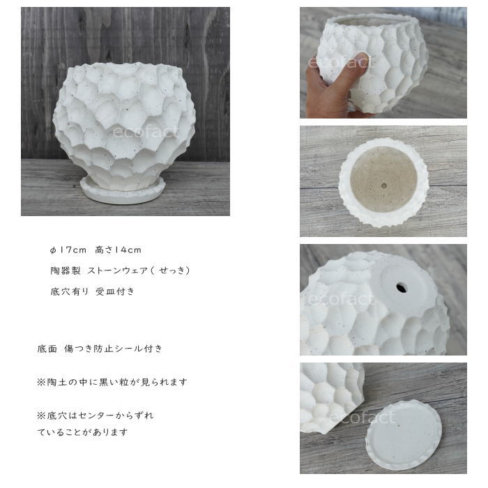 陶器鉢 植木鉢 カービングポット 球体型(バニラホワイト )皿付 φ17cm おしゃれ かわいい プランター 園芸鉢 観葉植物 アガベ サボテン ビザールプランツ 塊根植物 コーデックス 多肉植物