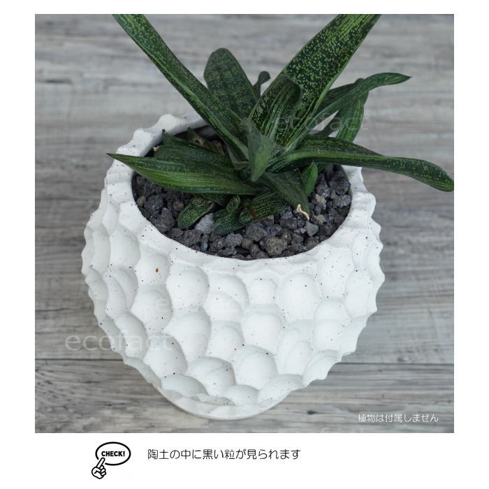 陶器鉢 植木鉢 カービングポット 球体型(バニラホワイト )皿付 φ17cm おしゃれ かわいい プランター 園芸鉢 観葉植物 アガベ サボテン ビザールプランツ 塊根植物 コーデックス 多肉植物