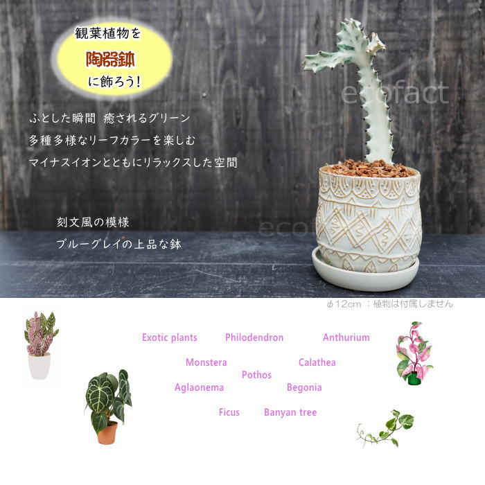 植木鉢 おしゃれ 陶器鉢 フラワーポット ミニポット 底穴あり フェミニンブルー φ12cm プランター 園芸鉢 観葉植物 多肉植物 熱帯植物 アッシュグレイ アグラオネマ カラテア