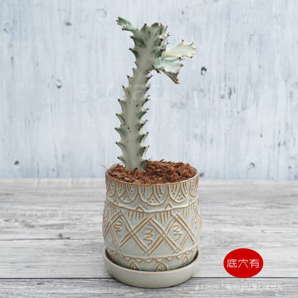 植木鉢 おしゃれ 陶器鉢 フラワーポット ミニポット 底穴あり フェミニンブルー φ12cm プランター 園芸鉢 観葉植物 多肉植物 熱帯植物 アッシュグレイ アグラオネマ カラテア
