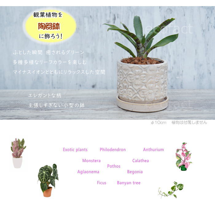 植木鉢 おしゃれ 陶器鉢 フラワーポット ミニポット 底穴あり モチーフラウンド ホワイト φ10cm プランター 園芸鉢 観葉植物 多肉植物 熱帯植物 アッシュグレイ