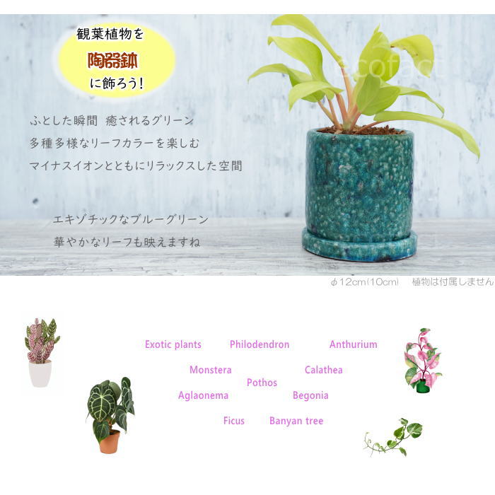 植木鉢 おしゃれ 陶器鉢 フラワーポット ミニポット 底穴あり フォレストS 筒型 φ12cm プランター 園芸鉢 観葉植物 多肉植物 熱帯植物 アンティークテラコッタ アッシュグレイ アグラオネマ カラテア