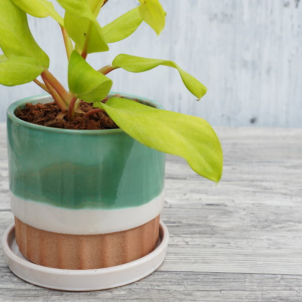 植木鉢 おしゃれ 陶器鉢 フラワーポット ミニポット 底穴あり モダン グリーン φ13.5cm プランター 園芸鉢 観葉植物 多肉植物 熱帯植物 アッシュグレイ アグラオネマ カラテア