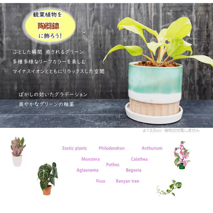 植木鉢 おしゃれ 陶器鉢 フラワーポット ミニポット 底穴あり モダン グリーン φ13.5cm プランター 園芸鉢 観葉植物 多肉植物 熱帯植物 アッシュグレイ アグラオネマ カラテア