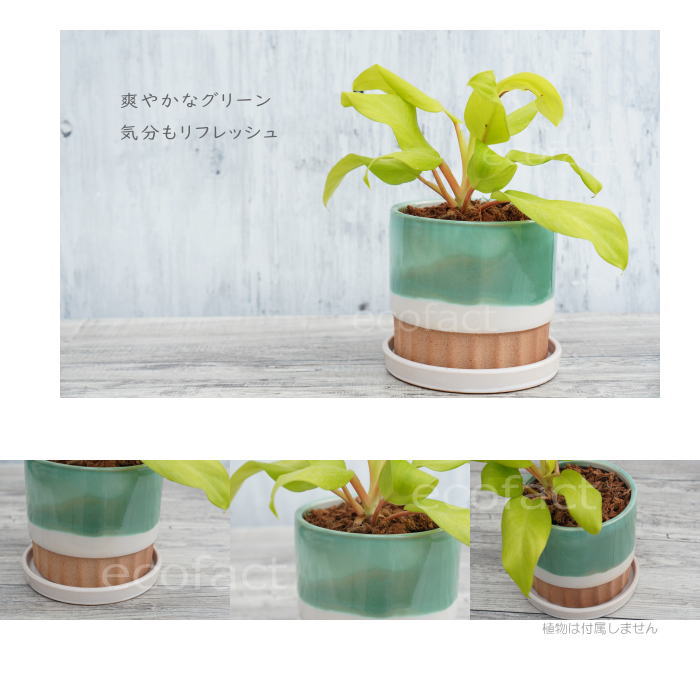 植木鉢 おしゃれ 陶器鉢 フラワーポット ミニポット 底穴あり モダン グリーン φ13.5cm プランター 園芸鉢 観葉植物 多肉植物 熱帯植物 アッシュグレイ アグラオネマ カラテア