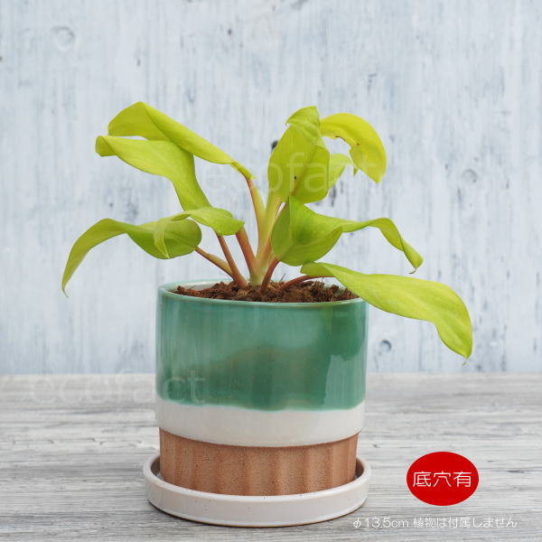 植木鉢 おしゃれ 陶器鉢 フラワーポット ミニポット 底穴あり モダン グリーン φ13.5cm プランター 園芸鉢 観葉植物 多肉植物 熱帯植物 アッシュグレイ アグラオネマ カラテア