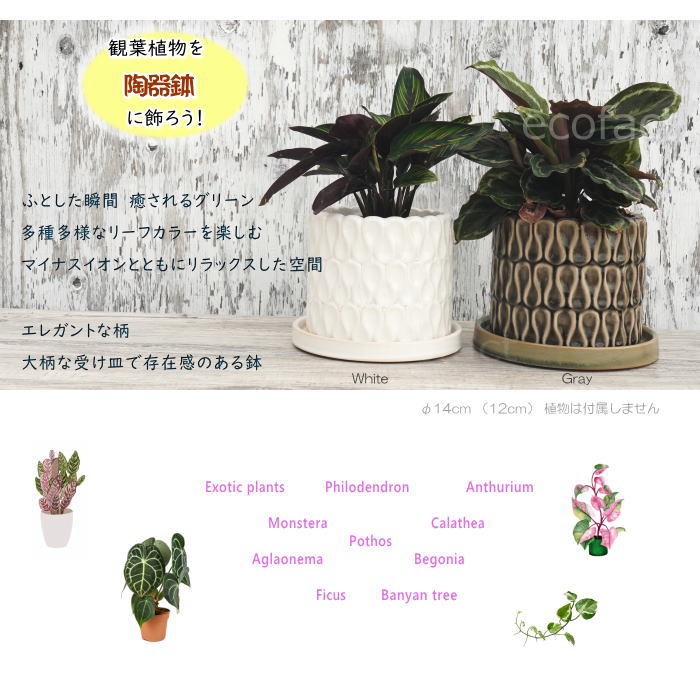 フラワーポット 植木鉢 おしゃれ 陶器鉢 ミニポット 底穴あり ドロップ グレイ 筒型 φ14cm プランター 園芸鉢 観葉植物 多肉植物 熱帯植物 アッシュグレイ アグラオネマ カラテア