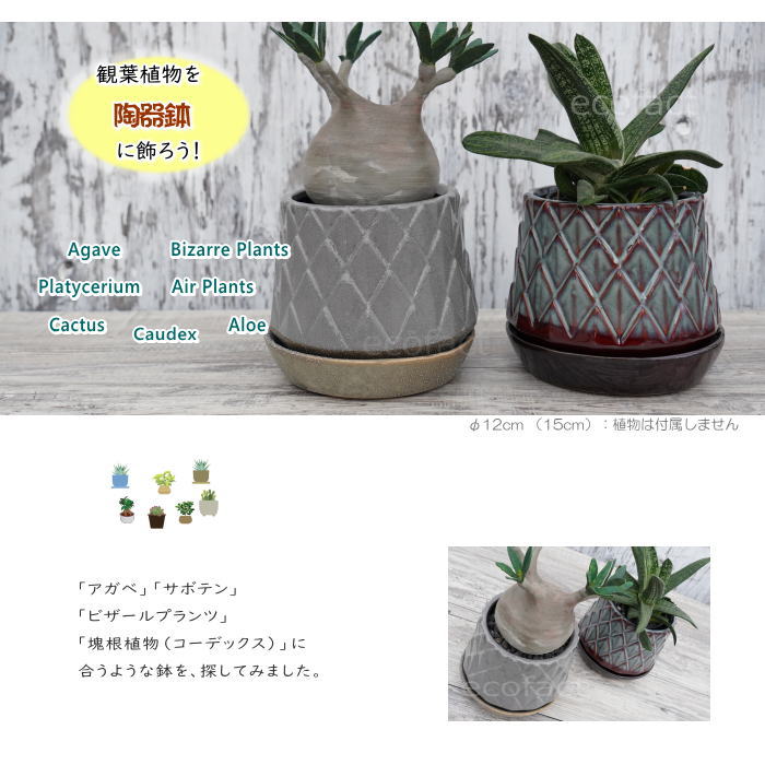 陶器鉢 植木鉢 ミニポット 皿付 パインコーンブラウン φ12cm(15cm) おしゃれ かわいい プランター 園芸鉢 観葉植物 アガベ サボテン ビザールプランツ 塊根植物 コーデックス 多肉植物