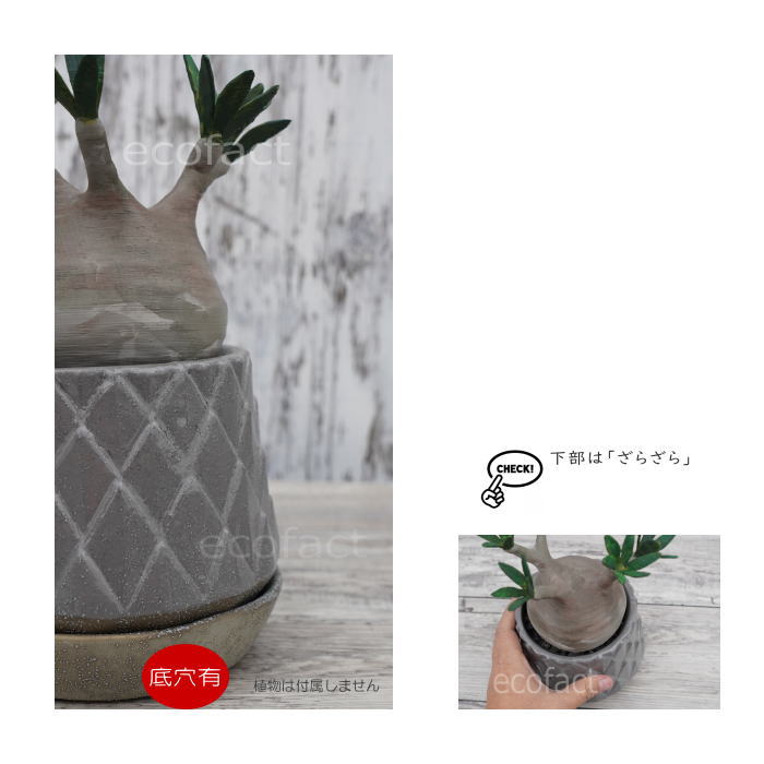 陶器鉢 植木鉢 ミニポット 皿付 パインコーングレイ φ12cm(15cm) おしゃれ かわいい プランター 園芸鉢 観葉植物 アガベ サボテン ビザールプランツ 塊根植物 コーデックス 多肉植物