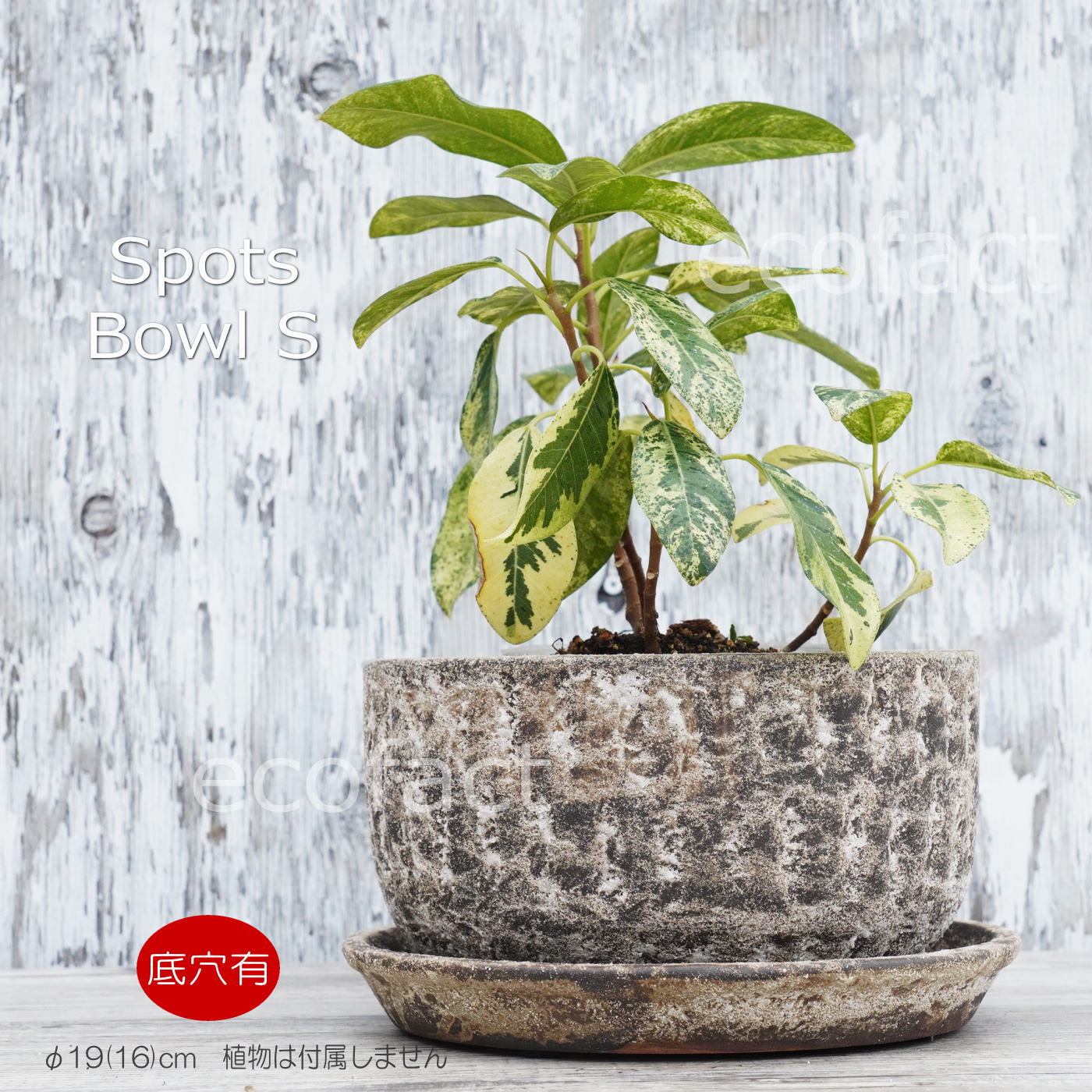 ポット 鉢 植木鉢 プランター おしゃれ 陶器 φ19cm スポッツボウル ラストM アッシュグレイ フラワーベース 花瓶 ガーデニング 園芸