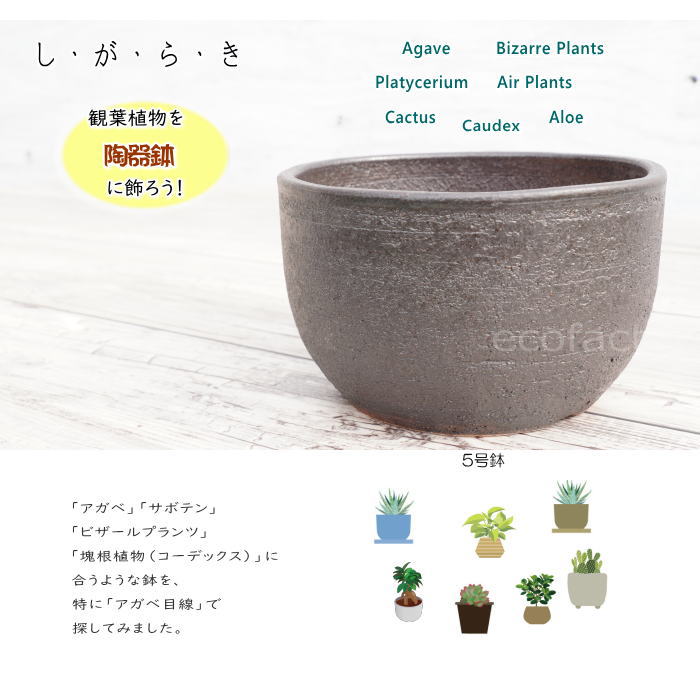 陶器鉢 植木鉢 5号 丸型 艶消し 黒 ブラック おしゃれ プランター 園芸鉢 かみ山陶器 信楽焼 アガベ サボテン ビザールプランツ 塊根植物 コーデックス 多肉植物 観葉植物 ポット