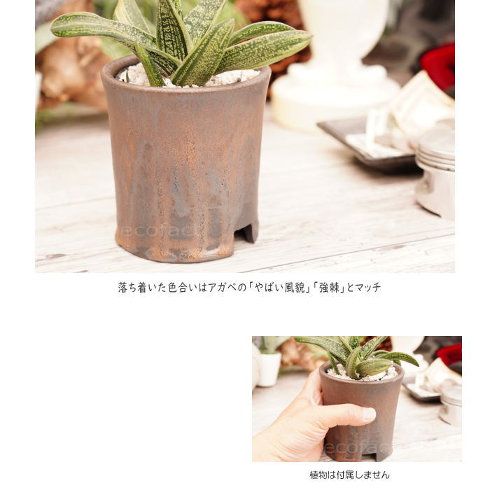 陶器鉢 植木鉢 3.5号 筒型 金彩 ゴールド/ブラック おしゃれ プランター 園芸鉢 かみ山陶器 信楽焼 観葉植物 アガベ サボテン ビザールプランツ 塊根植物 コーデックス 多肉植物 ポット