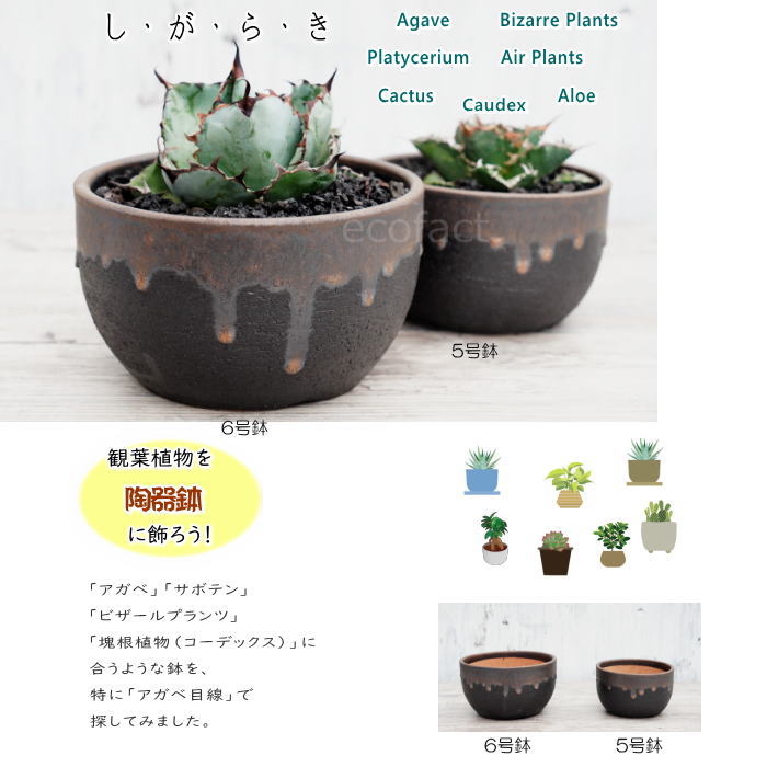 陶器鉢 植木鉢 6号 丸型 金彩 ゴールド/ブラック おしゃれ プランター 園芸鉢 かみ山陶器 信楽焼 観葉植物 アガベ サボテン ビザールプランツ 塊根植物 コーデックス 多肉植物 ポット