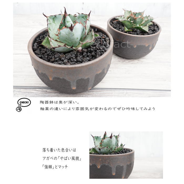 陶器鉢 植木鉢 6号 丸型 金彩 ゴールド/ブラック おしゃれ プランター 園芸鉢 かみ山陶器 信楽焼 観葉植物 アガベ サボテン ビザールプランツ 塊根植物 コーデックス 多肉植物 ポット