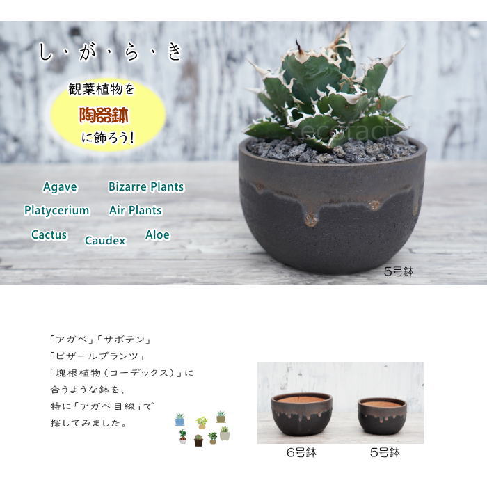 陶器鉢 植木鉢 5号 丸型 金彩 ゴールド/ブラック おしゃれ プランター 園芸鉢 かみ山陶器 信楽焼 観葉植物 アガベ サボテン ビザールプランツ 塊根植物 コーデックス 多肉植物 ポット