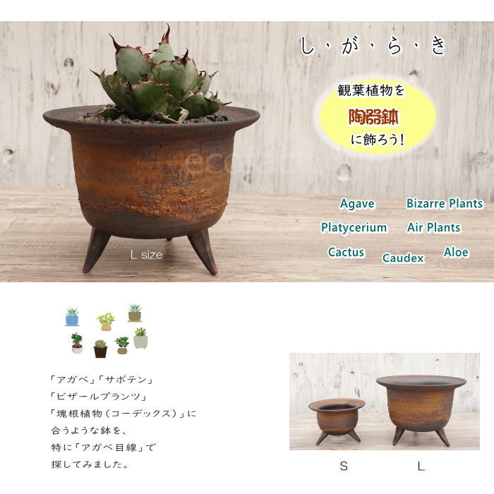 陶器鉢 植木鉢 高足型L φ20cm 金彩 ゴールド/ブラック おしゃれ プランター 園芸鉢 信楽焼 かみ山陶器 観葉植物 アガベ サボテン ビザールプランツ 塊根植物 コーデックス 多肉植物 ポット
