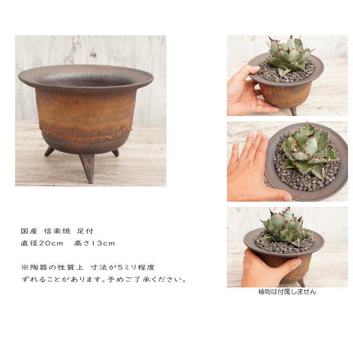 陶器鉢 植木鉢 高足型L φ20cm 金彩 ゴールド/ブラック おしゃれ プランター 園芸鉢 信楽焼 かみ山陶器 観葉植物 アガベ サボテン ビザールプランツ 塊根植物 コーデックス 多肉植物 ポット