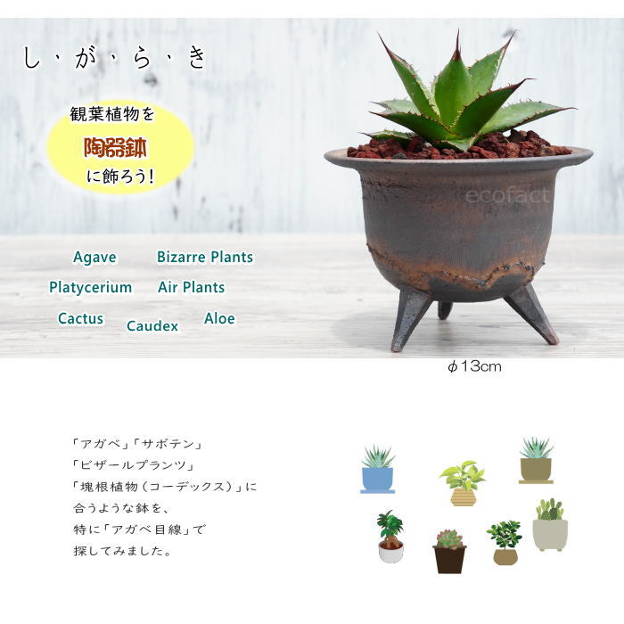 陶器鉢 植木鉢 高足型S 金彩 ゴールド/ブラック おしゃれ プランター 園芸鉢 信楽焼 かみ山陶器 観葉植物 アガベ サボテン ビザールプランツ 塊根植物 コーデックス 多肉植物 ポット