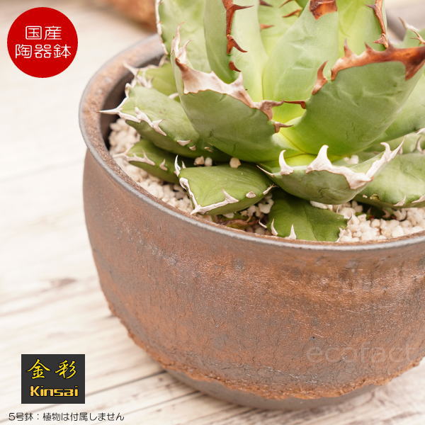 陶器鉢 植木鉢 5号 深丸型 金彩 ゴールド/ブラック おしゃれ プランター 園芸鉢 信楽焼 かみ山陶器 観葉植物 アガベ サボテン ビザールプランツ 塊根植物 コーデックス 多肉植物 ポット