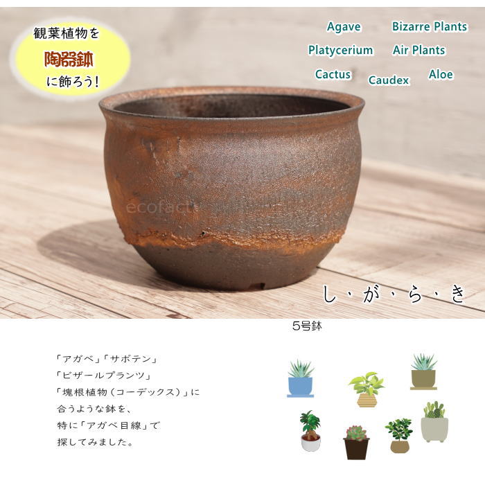 陶器鉢 植木鉢 5号 深丸型 金彩 ゴールド/ブラック おしゃれ プランター 園芸鉢 信楽焼 かみ山陶器 観葉植物 アガベ サボテン ビザールプランツ 塊根植物 コーデックス 多肉植物 ポット