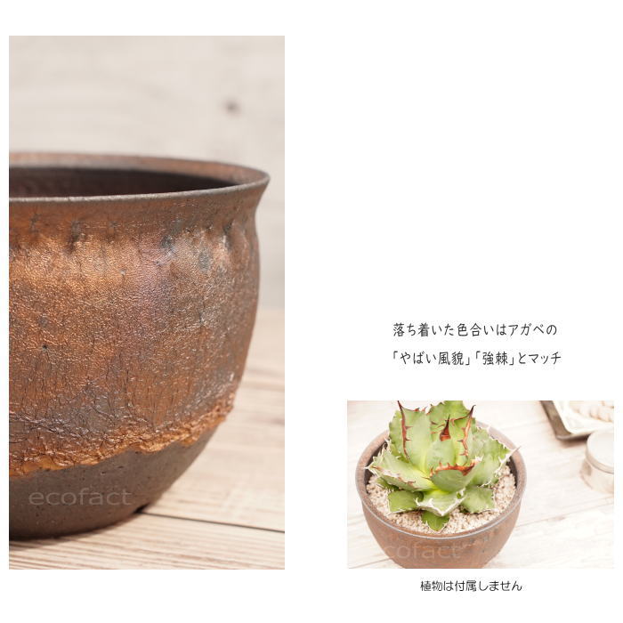 陶器鉢 植木鉢 5号 深丸型 金彩 ゴールド/ブラック おしゃれ プランター 園芸鉢 信楽焼 かみ山陶器 観葉植物 アガベ サボテン ビザールプランツ 塊根植物 コーデックス 多肉植物 ポット