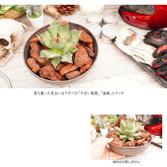 陶器鉢 植木鉢 7号 ワン型 金彩 ゴールド/ブラック おしゃれ プランター 園芸鉢 信楽焼 観葉植物 アガベ サボテン ビザールプランツ 塊根植物 コーデックス 多肉植物 ポット