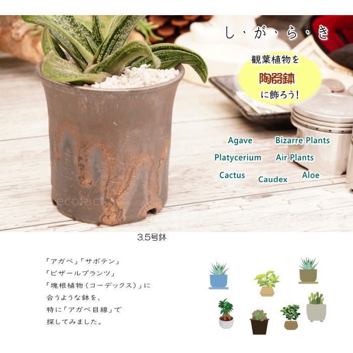 陶器鉢 植木鉢 3.5号 ラッパ型 金彩 ゴールド/ブラック おしゃれ プランター 園芸鉢 かみ山陶器 信楽焼 観葉植物 アガベ サボテン ビザールプランツ 塊根植物 コーデックス 多肉植物 ポット