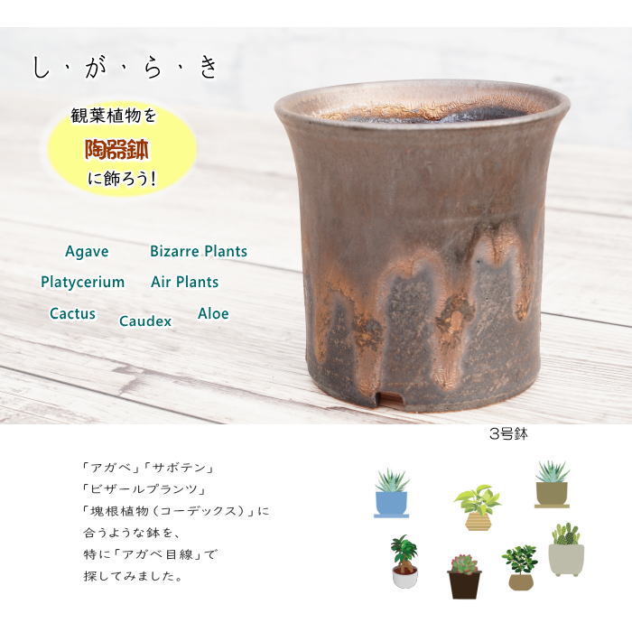 陶器鉢 植木鉢 3号 ラッパ型 金彩 ゴールド/ブラック おしゃれ プランター 園芸鉢 かみ山陶器 信楽焼 観葉植物 アガベ サボテン ビザールプランツ 塊根植物 コーデックス 多肉植物 ポット