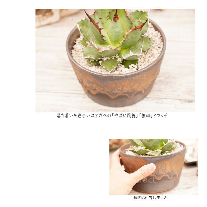 陶器鉢 植木鉢 5号 中深ソリ型 金彩 ゴールド/ブラック おしゃれ プランター 園芸鉢 かみ山陶器 信楽焼 観葉植物 アガベ サボテン ビザールプランツ 塊根植物 コーデックス 多肉植物 ポット