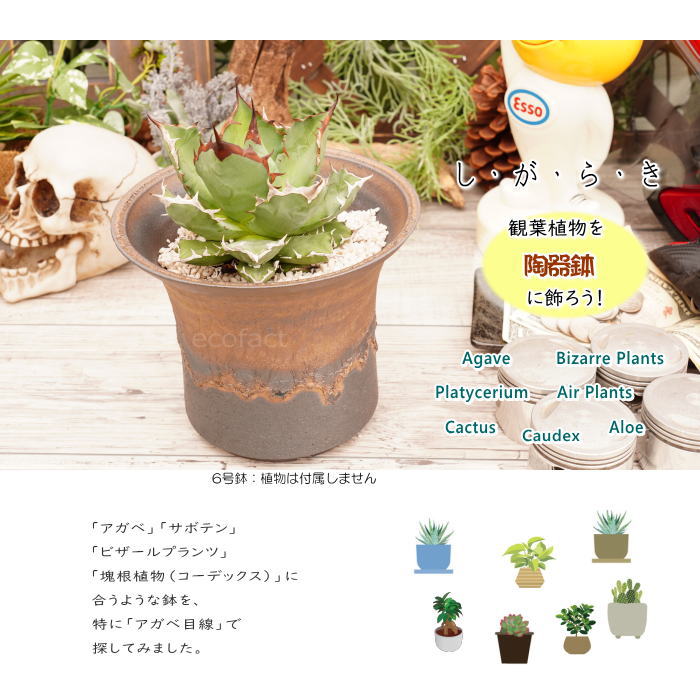 陶器鉢 植木鉢 6号 大深ソリ型 金彩 ゴールド/ブラック おしゃれ プランター 園芸鉢 かみ山陶器 信楽焼 観葉植物 アガベ サボテン ビザールプランツ 塊根植物 コーデックス 多肉植物 ポット