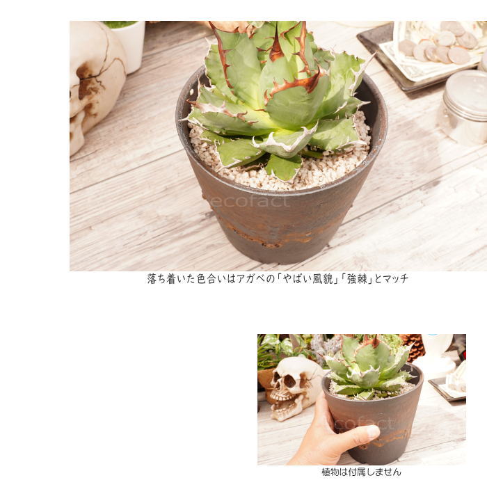 陶器鉢 植木鉢 5号 深ソリ型 金彩 ゴールド/ブラック おしゃれ プランター 園芸鉢 かみ山陶器 信楽焼 観葉植物 アガベ サボテン ビザールプランツ 塊根植物 コーデックス 多肉植物 ポット