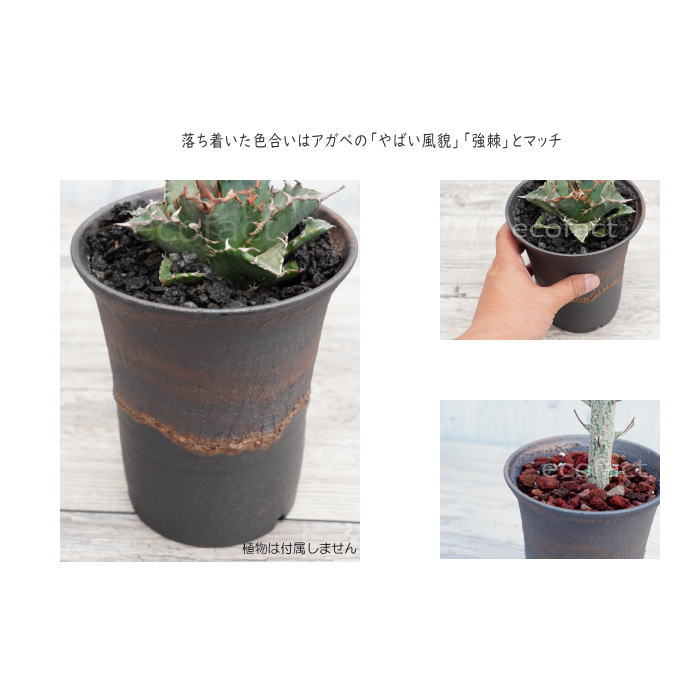 陶器鉢 植木鉢 5号 ラッパ型 金彩 ゴールド/ブラック おしゃれ プランター 園芸鉢 かみ山陶器 信楽焼 観葉植物 アガベ サボテン ビザールプランツ 塊根植物 コーデックス 多肉植物 ポット